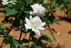 Storblommig Rabattros 'Pascali' 'Lenip' Barrotad