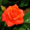 Storblommig Rabattros 'Prinsesse Marie' 'Poulht007' Barrotad