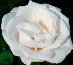 Storblommig rabattros 'Royal Copenhagen' 'Poulht001' Barrotad