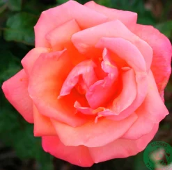 Storblommig rabattros 'Troika' 'Poultroi' Barrotad