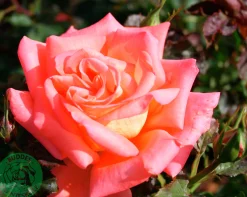 Storblommig Rabattros 'Viktor Borge' 'Poulvue' Barrotad