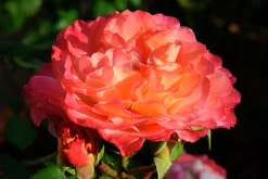 Storblommig Ros 'Augusta Luise' 'Tangust' Barrotad