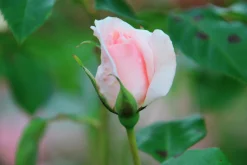 Storblommig Ros 'A Whiter Shade of Pale' 'Peafanfare' Barrotad