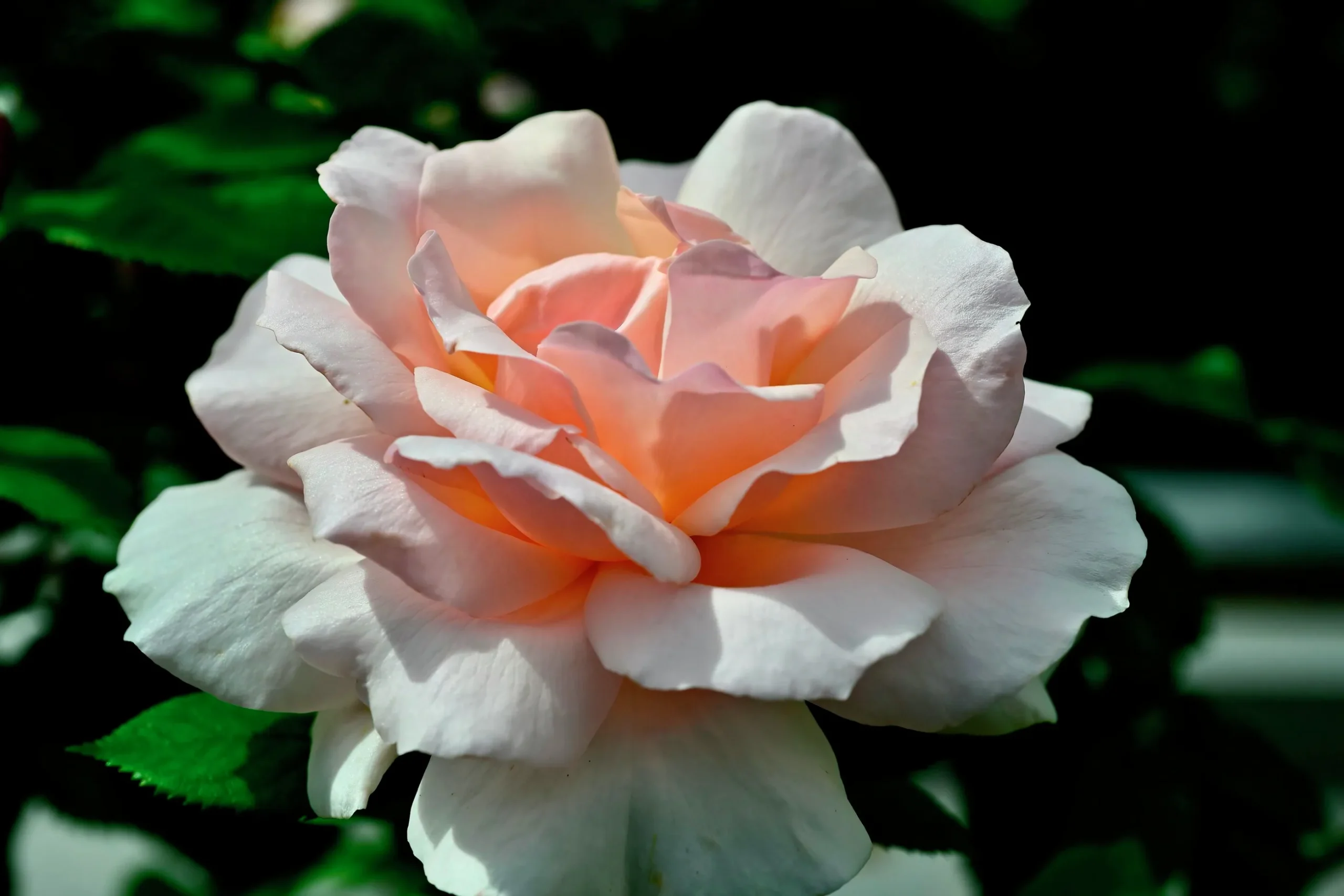 Storblommig Ros 'A Whiter Shade of Pale' 'Peafanfare' Barrotad