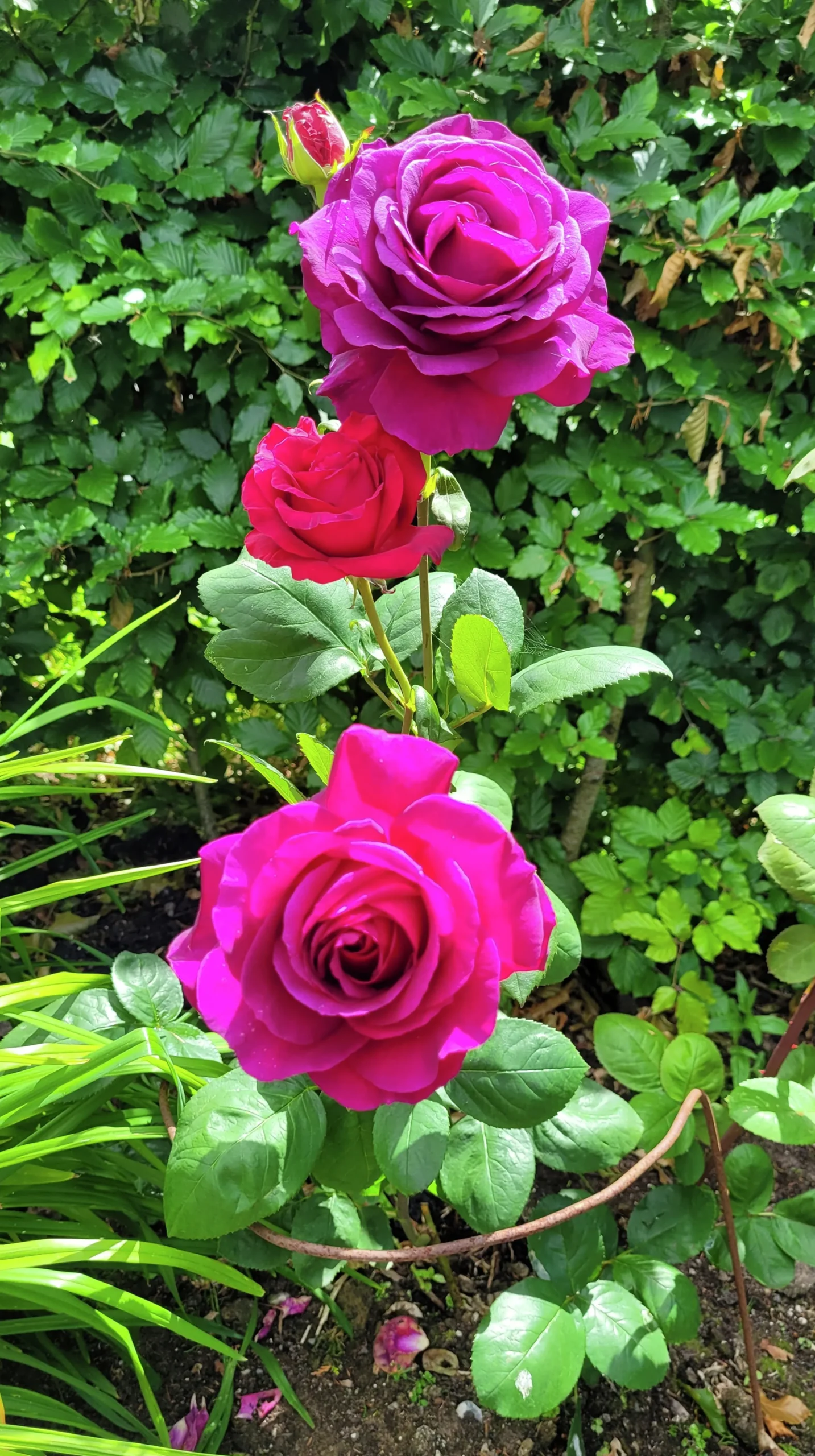 Storblommig Ros 'Big Purple' 'Stebigpu' Barrotad