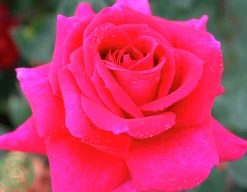 Storblommig Ros 'Big Purple' 'Stebigpu' Barrotad