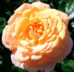 Storblommig ros 'Bitten Clausen syn. Scented Memory' 'Poulht002' Barrotad