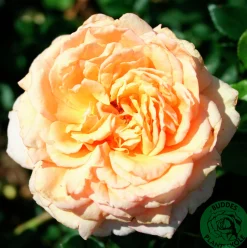 Storblommig Ros 'Carl Nielsen' 'Poulht010' Barrotad