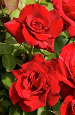 Storblommig Ros 'Erotika' Barrotad