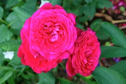 Storblommig Ros 'Johann Wolfgang von Goethe' 'Tan04179' Barrotad