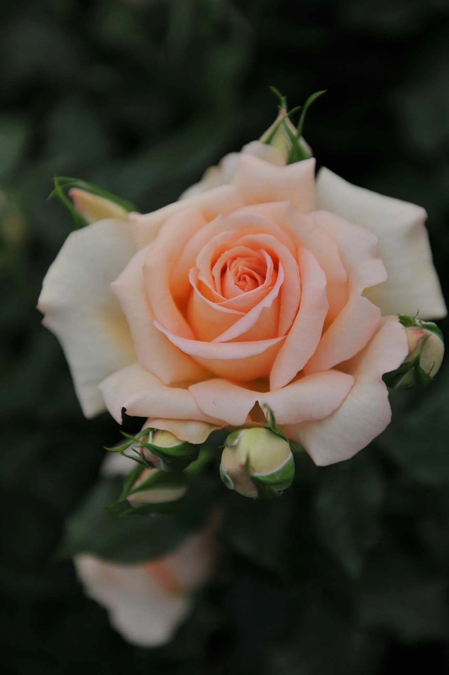 Storblommig ros 'Morten Korch' 'Harmisty' Barrotad