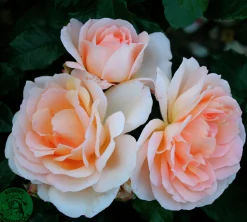 Storblommig ros 'Morten Korch' 'Harmisty' Barrotad