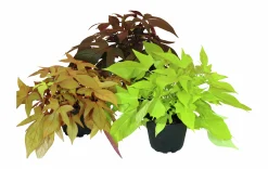 Sötpotatis lat. Ipomoea Batat