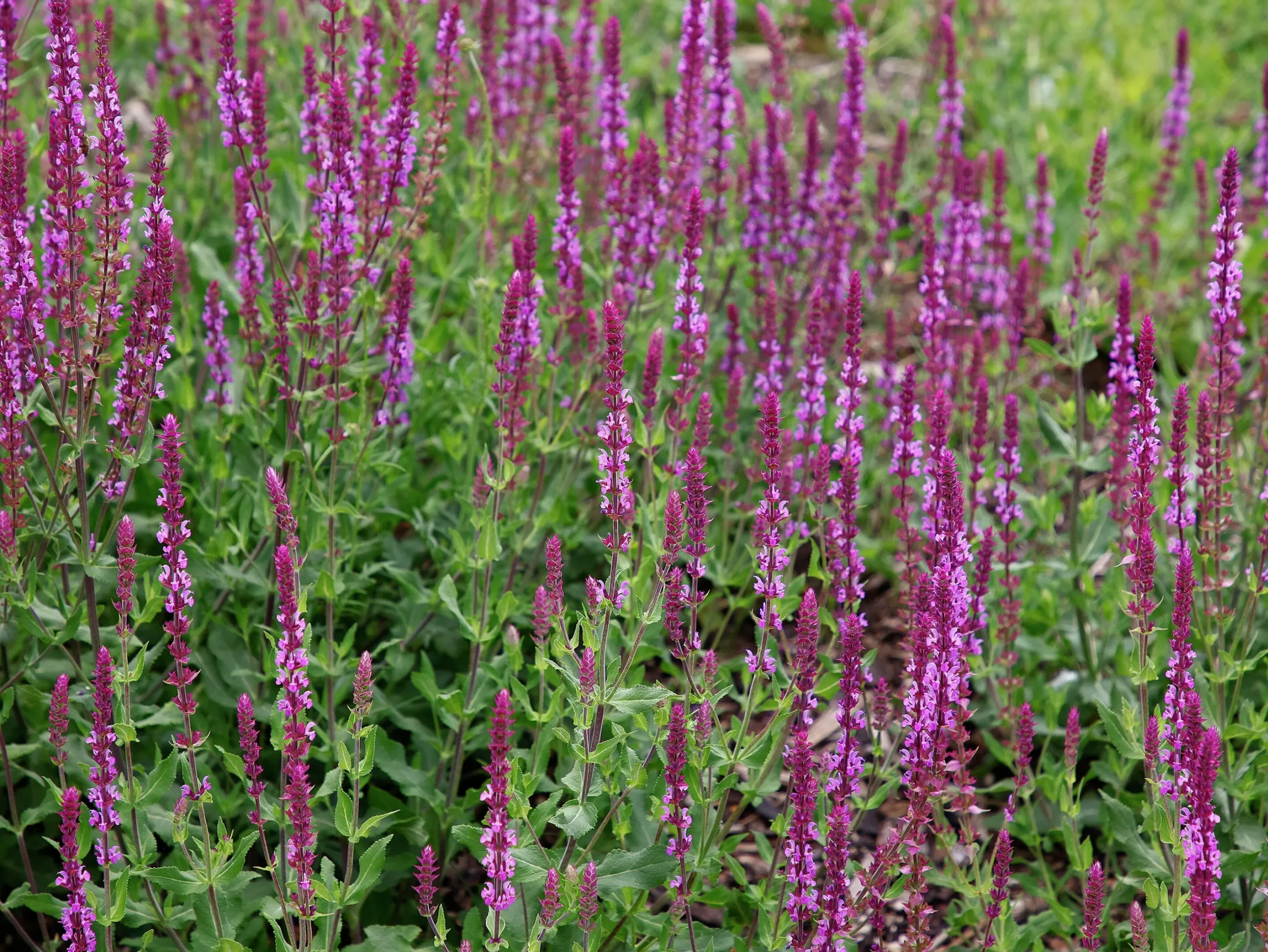 Stäppsalvia 'Amethyst'
