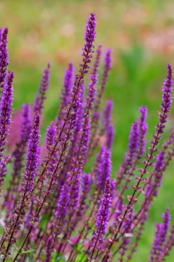 Stäppsalvia 'Amethyst'