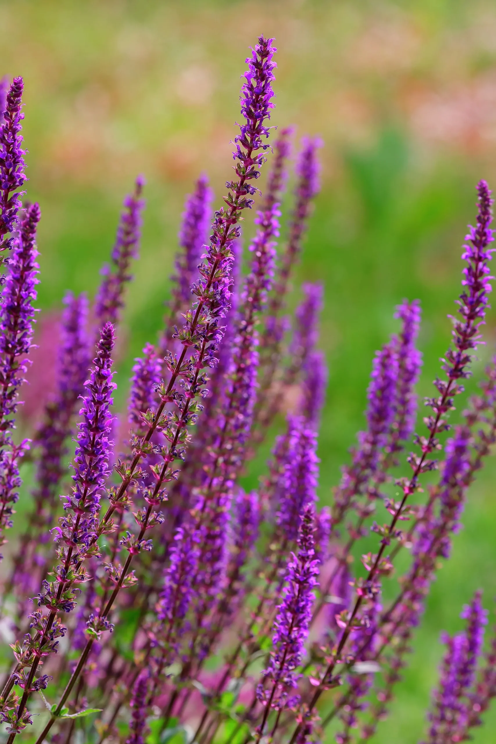 Stäppsalvia 'Amethyst'