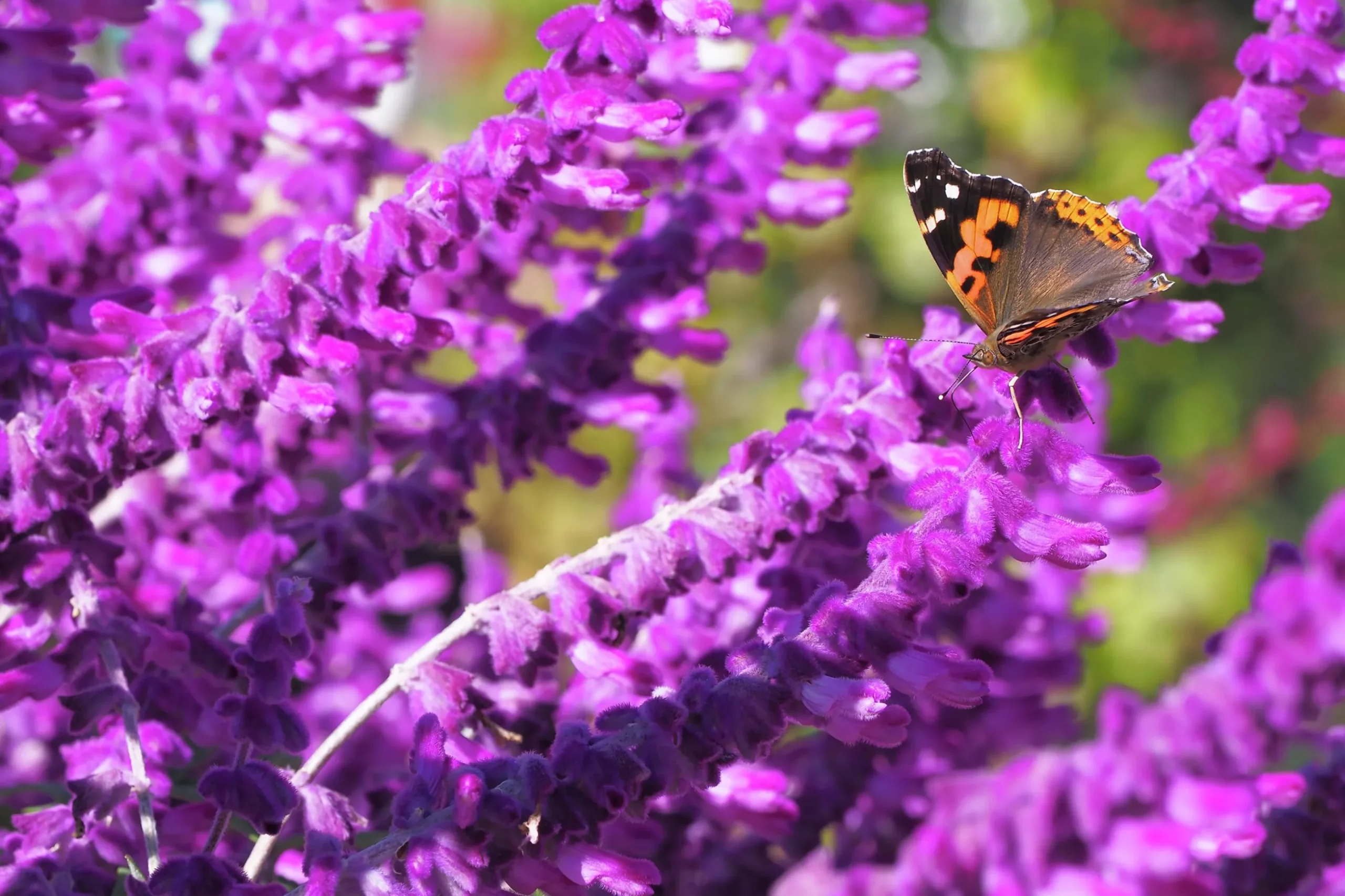 Stäppsalvia 'Amethyst'