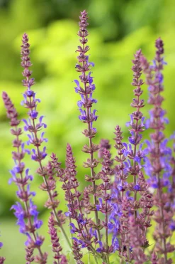 Stäppsalvia 'Blaukönigin'