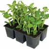 Sättpotatis lat. Solanum tuberosum 6-p