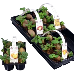 Sättpotatis lat. Solanum tuberosum 6-p