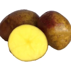 Sättpotatis LPM Carolus Eko Höst