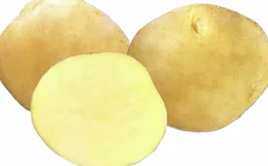 Sättpotatis LPM Jaerla Vår 3kg