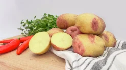 Sättpotatis LPM King Edward Höst 15kg