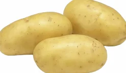 Sättpotatis LPM Leonore Sommar 1kg