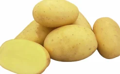 Sättpotatis LPM Melody Höst 3kg