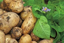 Sättpotatis LPM Princess Sommar 3kg