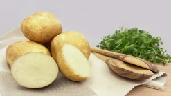 Sättpotatis LPM Rocket Vår 3kg
