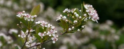 Svartaronia 'Hugin' D:9-11cm Certifierad Krukodlad