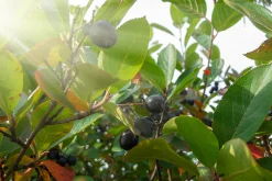 Svartaronia 'Hugin' D:9-11cm Certifierad Krukodlad