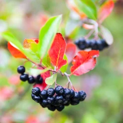 Svartaronia 'Hugin' D:9-11cm Certifierad Krukodlad