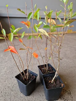 Svartaronia 'Hugin' D:9-11cm Certifierad Krukodlad