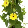 Svartöga lat. Thunbergia alata 14cm