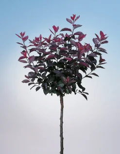 Svartplommon