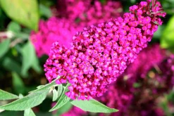Syrenbuddleja Fjärilsbuske 'Miss Ruby'
