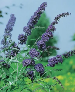 Syrenbuddleja Fjärilsbuske 'Nanho Blue' Krukodlad