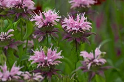 Temynta 'Beauty of Cobham'
