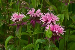 Temynta 'Beauty of Cobham'