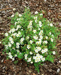 Tok 'Abbotswood' D:9-11cm Krukodlad