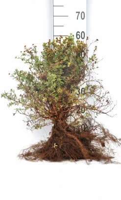 Tok 'Goldfinger' Barrotad