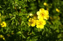 Tok 'Goldfinger' D:9-11cm Certifierad Krukodlad
