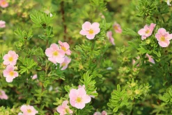 Tok 'Pink Beauty' Krukodlad