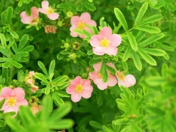 Tok 'Pink Queen'