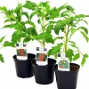 Tomat lat. Solanum lycopersicum Mix