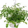 Tomat lat. Solanum var. Cerasiforme Ampel