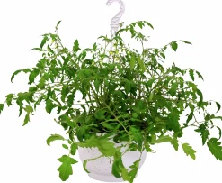Tomat lat. Solanum var. Cerasiforme Ampel