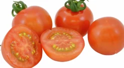 Tomatplantor Sortmix
